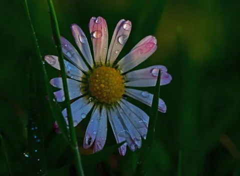 Daisy Stock Photos
