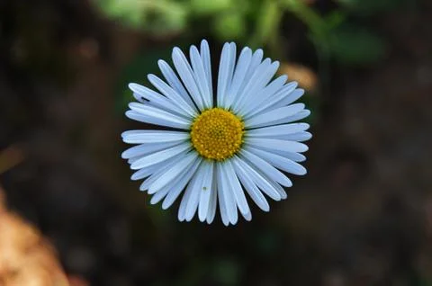The daisy Stock Photos