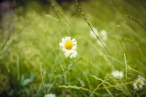 Daisy Stock Photos
