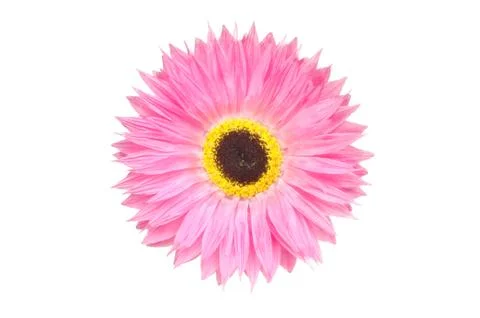 Daisy Stock Photos