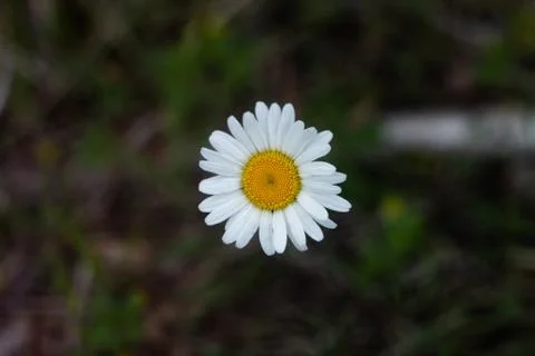 Daisy Photos