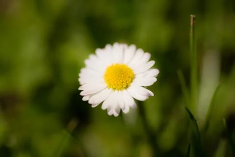Daisy Foto stock