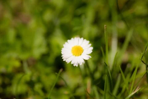 Daisy Stock Photos