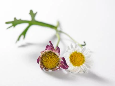 Daisy Stock Photos