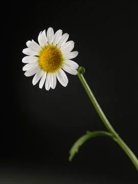 Daisy Stock Photos