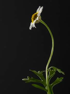 Daisy Stock Photos