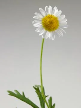 Daisy Stock-Fotos