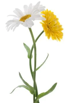 Daisy Stock Photos