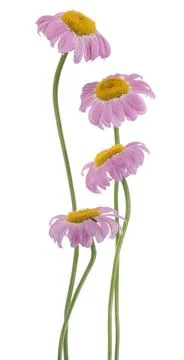 Daisy Stock Photos