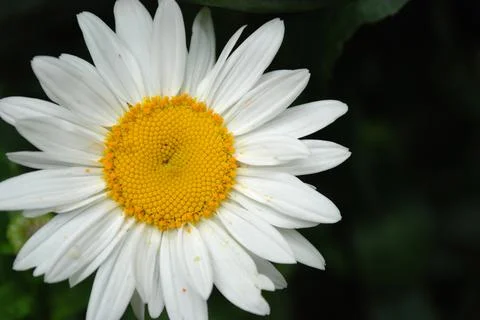 Daisy Foto stock