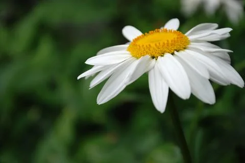 Daisy Stock Photos