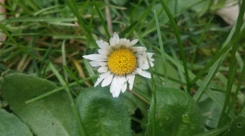 A daisy Stock Photos