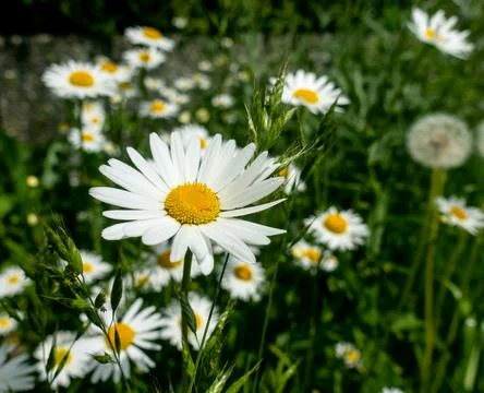 Daisy Stock Photos