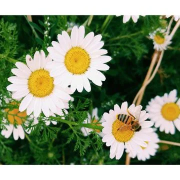 Daisy Stock Photos