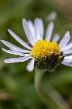 Daisy Stock Photos