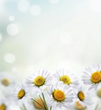 Daisy Stock Photos