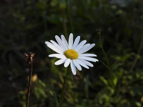 Daisy Stock Photos