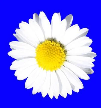 Daisy Stock Photos