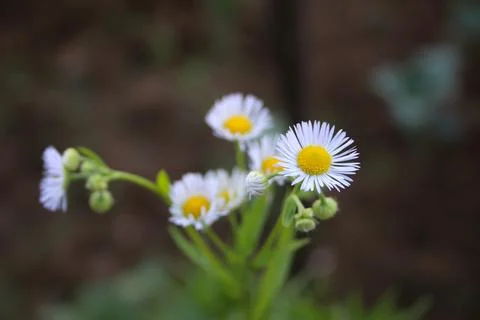 Daisy Stock Photos