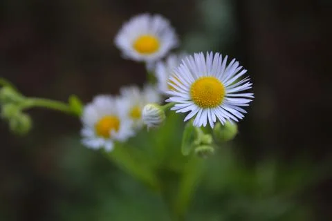 Daisy Stock Photos