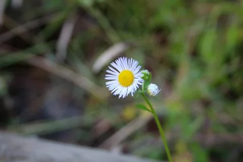 Daisy Stock Photos
