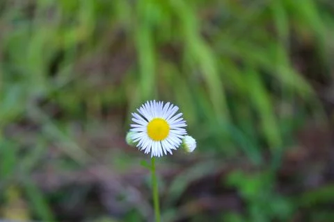 Daisy Stock Photos