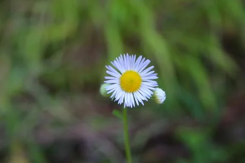 Daisy Stock Photos