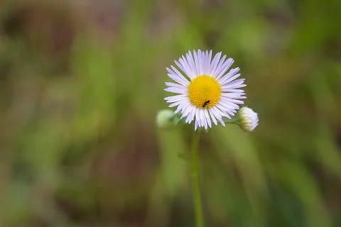 Daisy Stock Photos