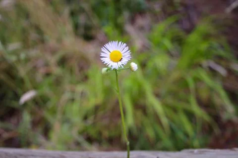 Daisy Stock Photos