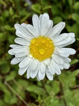 Daisy Stock Photos