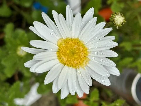 Daisy Stock Photos
