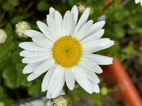 Daisy Stock Photos