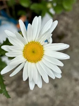 Daisy Stock Photos