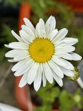 Daisy Stock Photos