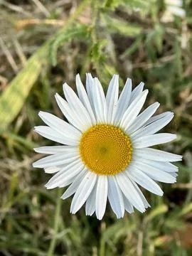 Daisy Stock Photos