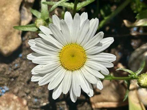 Daisy Stock Photos