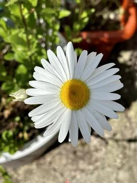 Daisy Stock Photos