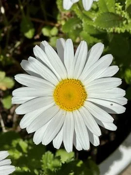 Daisy Stock Photos