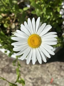 Daisy Stock Photos