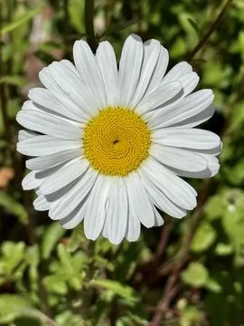 Daisy Foto stock