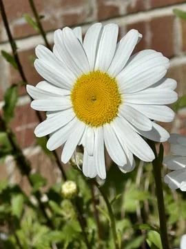 Daisy Stock Photos