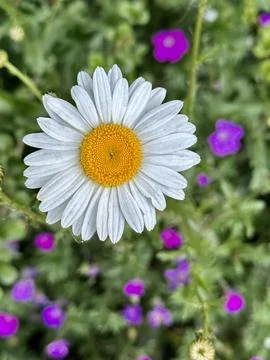 Daisy Stock Photos