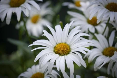 Daisy Stock Photos
