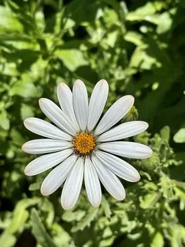 Daisy Stock Photos