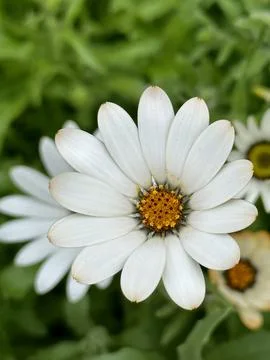 Daisy Stock Photos