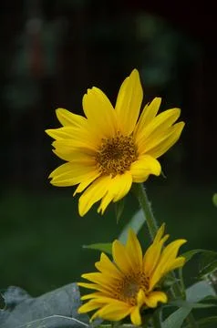 Daisy Stock Photos