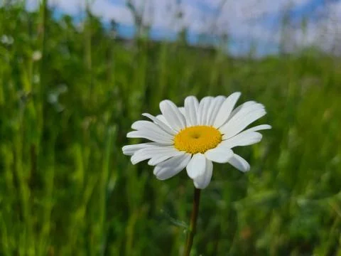 Daisy Stock Photos