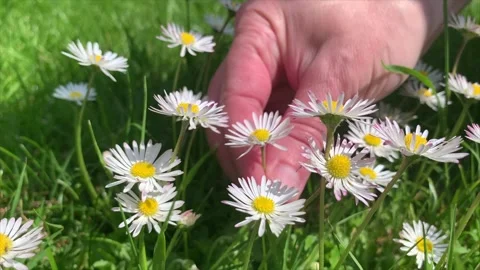 A daisy is picked from a field Stock Footage 288011529