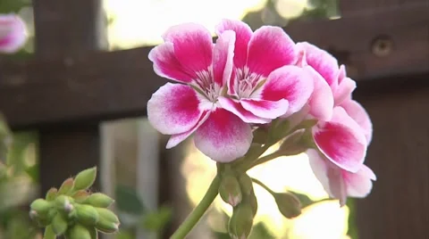 Daisy pink Stock Footage