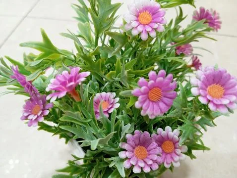 Daisy pink 库存照片